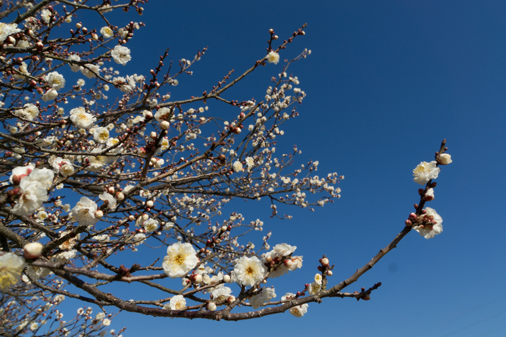小田原フラワーガーデン【梅：明星】①20170128