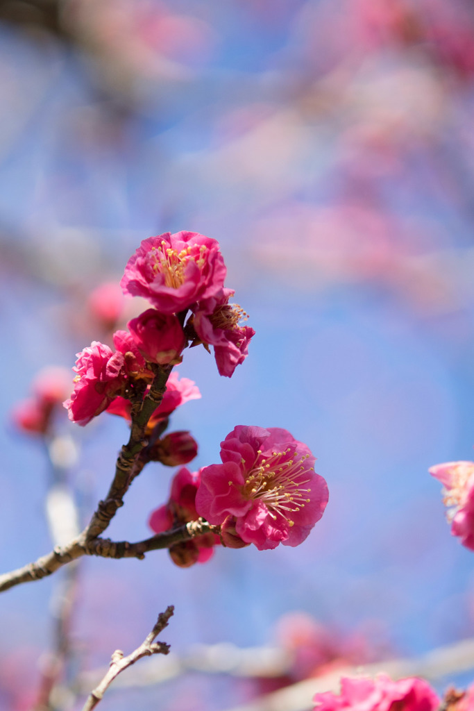 小田原フラワーガーデン【梅：八重寒紅】②20180127