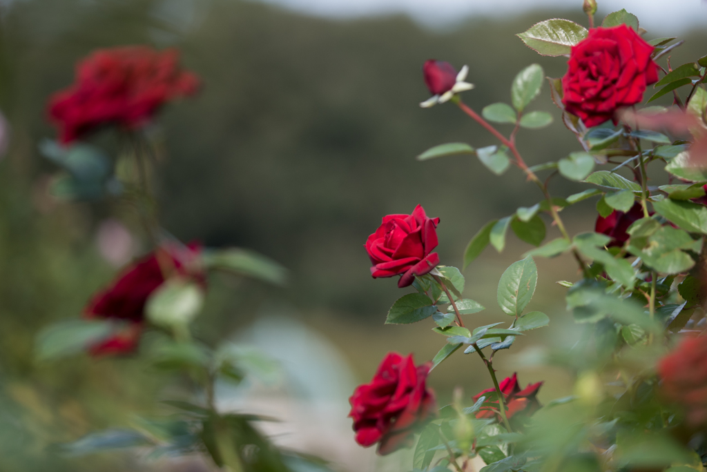 【京成バラ園(薔薇：シュワルツ・マドンナ)】20161023