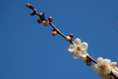 神代植物公園【梅：冬至】