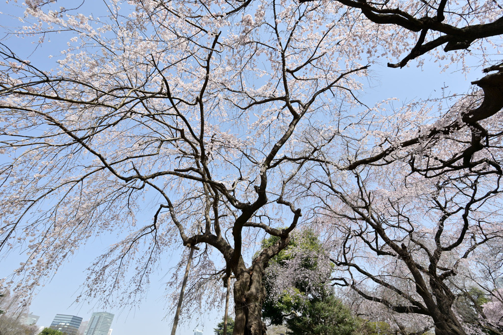 新宿御苑【サクラ：枝垂れ桜】③20250326