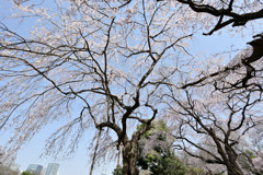 新宿御苑【サクラ：枝垂れ桜】③20250326