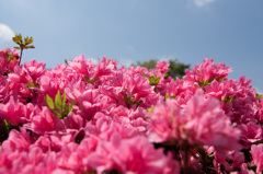 【神代植物公園(ツツジ)】⑥20150426