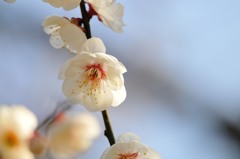 【八重海棠】20140222