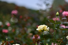 神代植物公園【秋バラ：エリナ】20241016