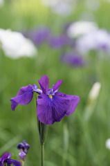 【正覚寺の花菖蒲(紫)】①20150531