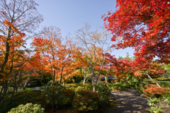 昭和記念公園【日本庭園：清池軒内から見た庭の様子】20241119