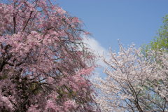テリタビーズ公園【枝垂れ桜】①20170415