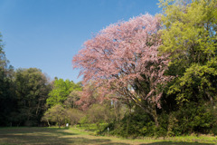 近所のサクラ【鴨池公園かきのき広場：紅山桜】20200408