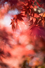 神代植物公園【かえで園：紅葉のアップ】②20211127