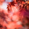 神代植物公園【かえで園：紅葉のアップ】②20211127