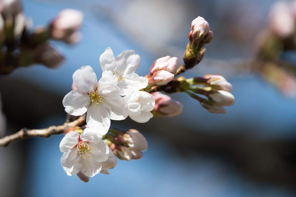 新宿御苑【桜：染井吉野】④20230314