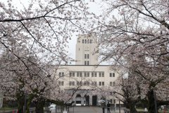 東工大の桜【キャンパス本館前の桜並木】①20230323