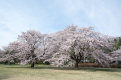 昭和記念公園【桜の園：桜の近景】③20220402
