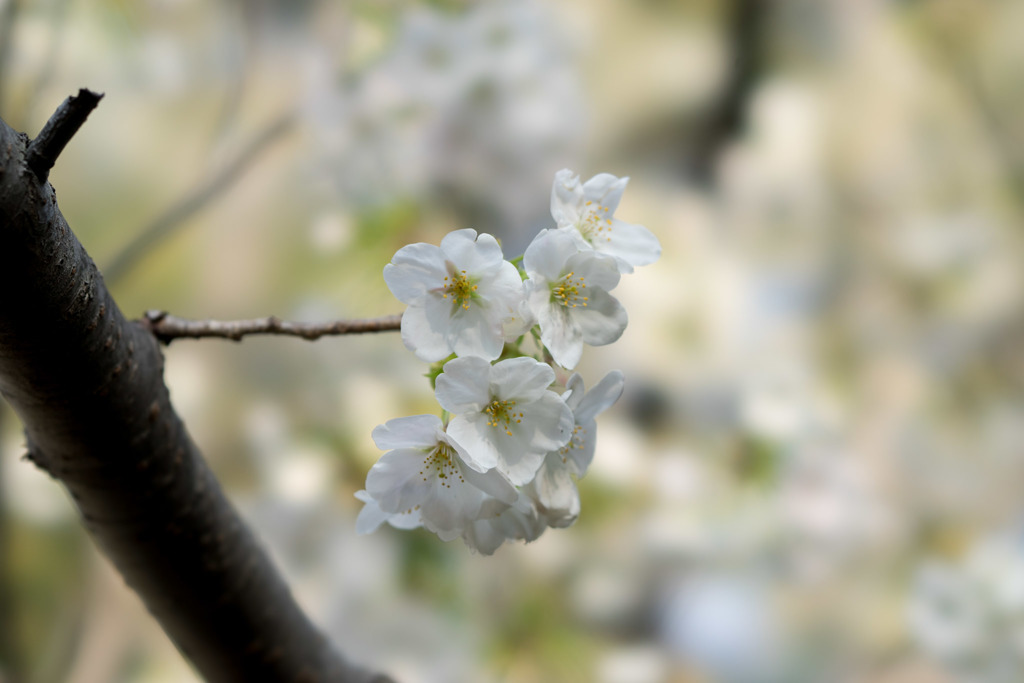 本牧山頂公園【桜：大島桜】⑥20180324