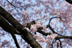 新宿御苑【桜：高遠小彼岸】③20170325