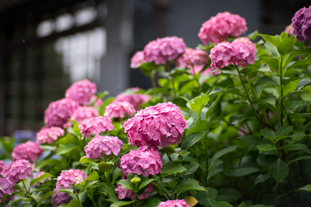 府中市郷土の森【旧島田家住宅沿いのアジサイ】20200614