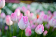 サムエル・コッキング苑【チューリップ：ファーストクラス】③20260106