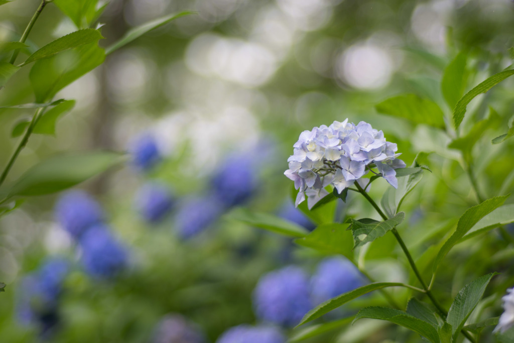 生田緑地【あじさい山の紫陽花】⑤20190622