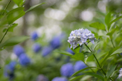 生田緑地【あじさい山の紫陽花】⑤20190622