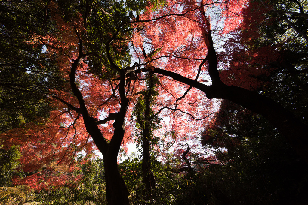 【新宿御苑：上の池の紅葉】20141213