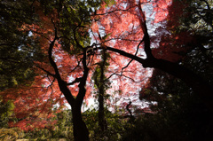 【新宿御苑：上の池の紅葉】20141213