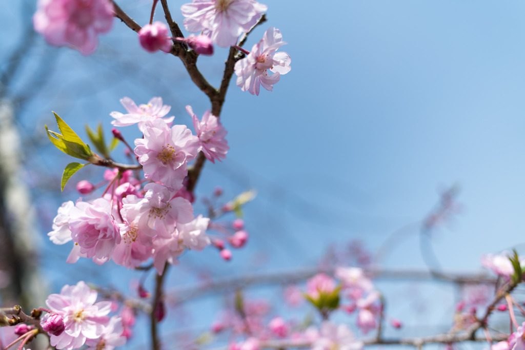 春の花菜ガーデン【サクラ： 八重紅枝垂】②20200403