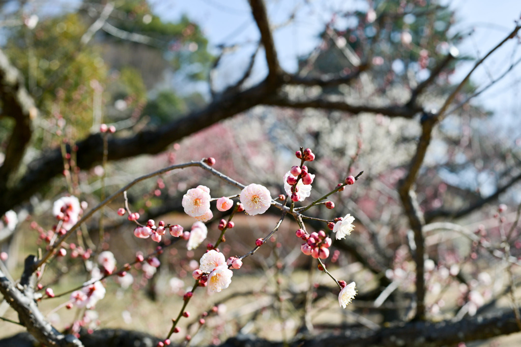 大倉山公園梅林【梅の花：無類絞り】①20260206