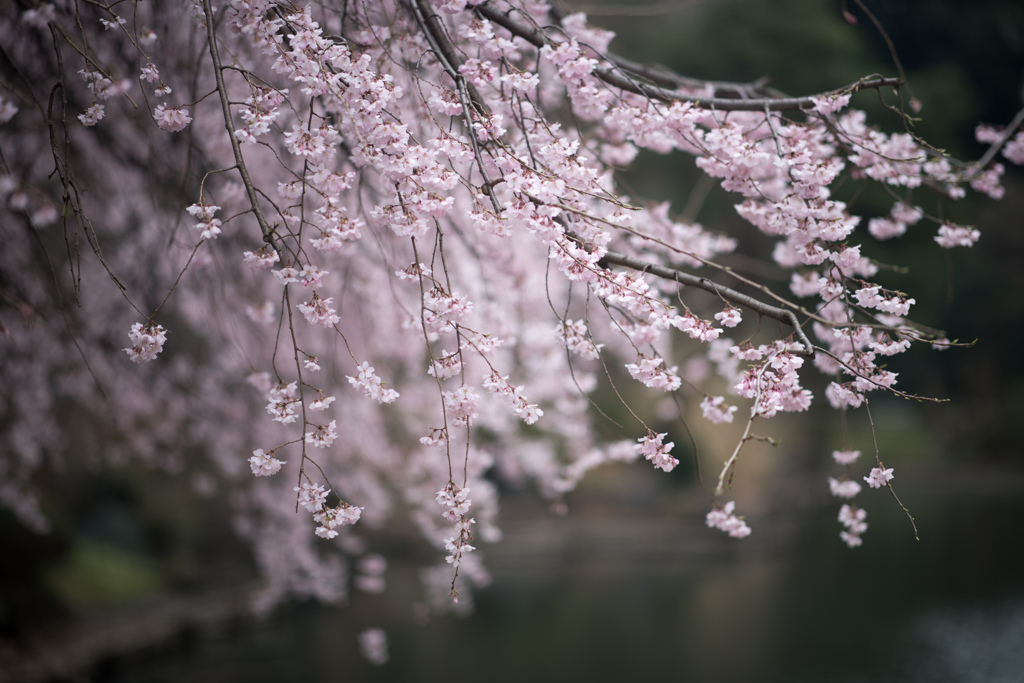 新宿御苑【桜：枝垂れ桜】③20230314