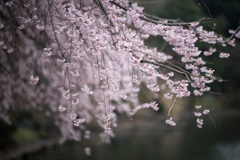 新宿御苑【桜：枝垂れ桜】③20230314