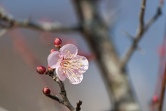 小田原フラワーガーデン【梅：猩々紅】20180107