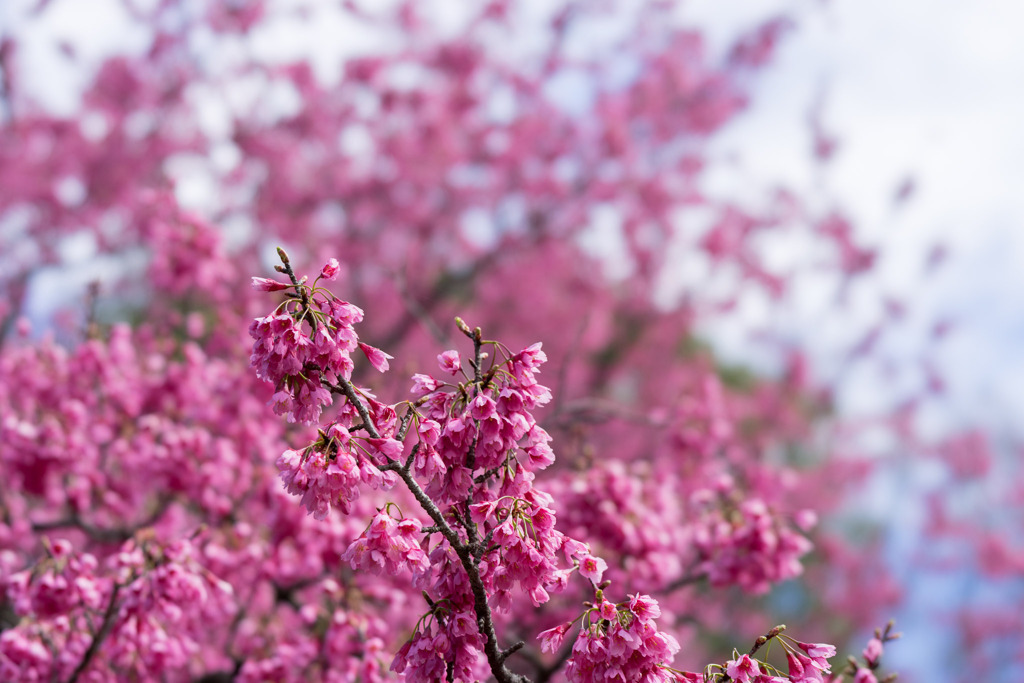 早春の神代植物公園【サクラ：寒緋桜】②20200315
