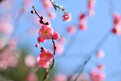 小田原フラワーガーデン【梅の花：鴛鴦】②20260130