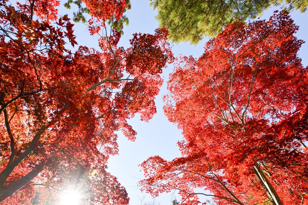 薬師池公園【薬医門への道沿いの紅葉】③20241130