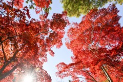 薬師池公園【薬医門への道沿いの紅葉】③20241130