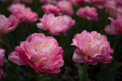 【昭和記念公園(ダブルシュガー)】20150418