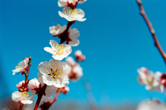薬師池公園【梅の花：豊後】③20220312銀塩NLP