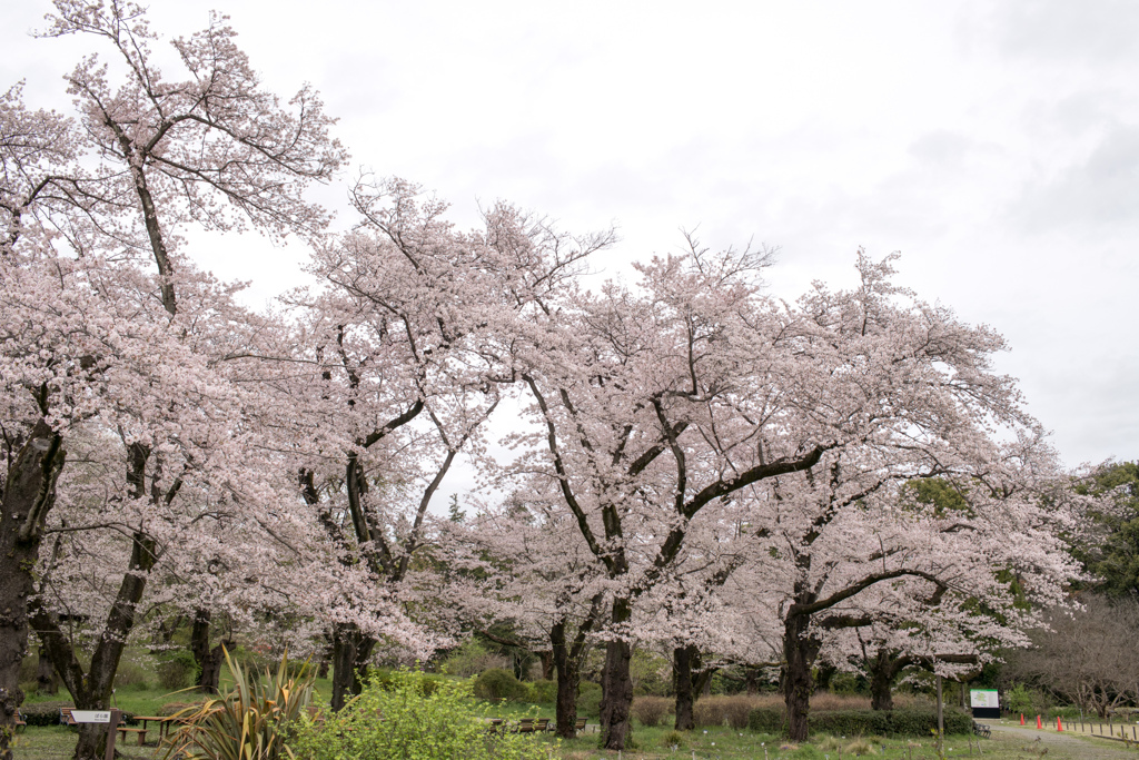 神代植物公園【染井吉野の遠景】④20230327