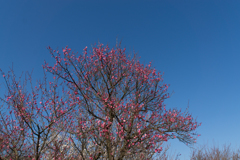 小田原フラワーガーデン【梅：八重寒紅】①20170107
