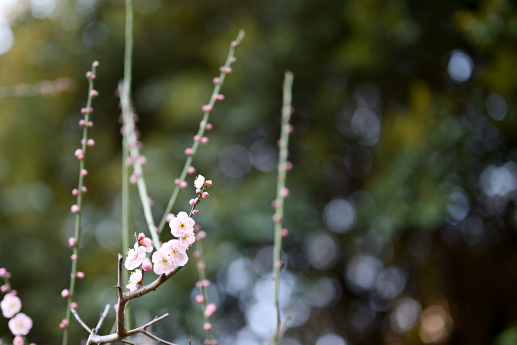 大船フラワーセンター【早咲きの梅：道知辺】①20260125