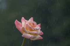 【横浜こども植物園(薔薇：ダイアナ・プリンセス・オブ・ウェールズ)】2016
