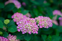 花菜ガーデン【アジサイ：赤系】20200606