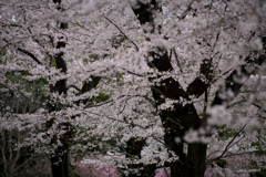 神代植物公園【染井吉野の近景】②20230327