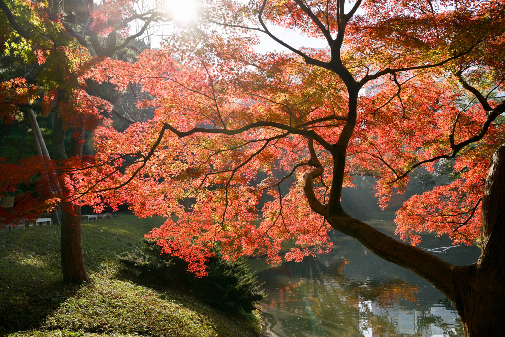 都内紅葉巡り【小石川後楽園：沢渡り付近】②20251128