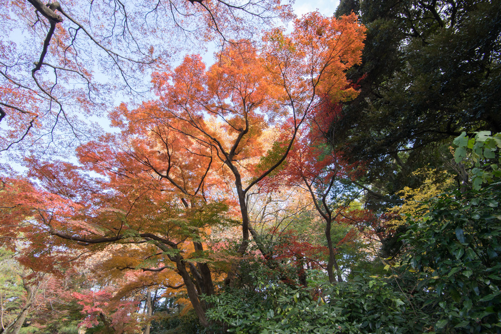 新宿御苑【下の池の紅葉】②20171202