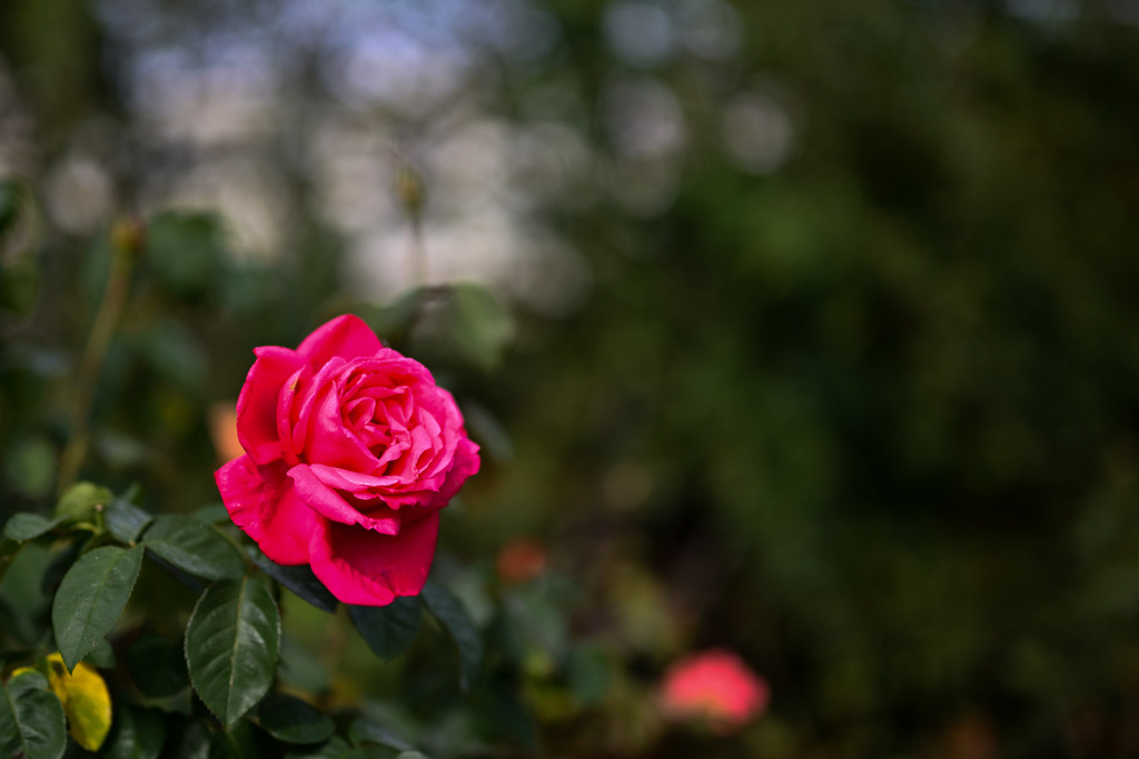 大船フラワーセンター【秋パラ：マリア・カラス】20251102