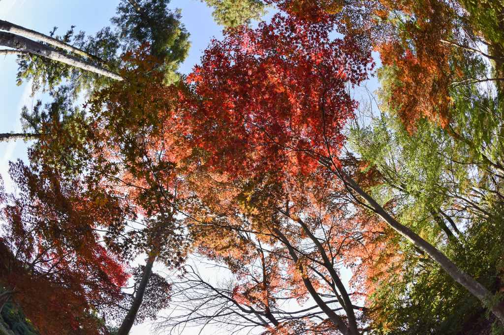 【薬師池公園の紅葉】⑥20141116
