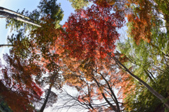 【薬師池公園の紅葉】⑥20141116