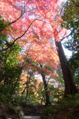 小石川後楽園【小廬山近辺の紅葉】20181201