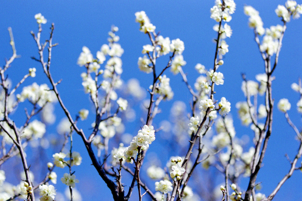 府中市郷土の森【梅の花：一重緑萼】20200211